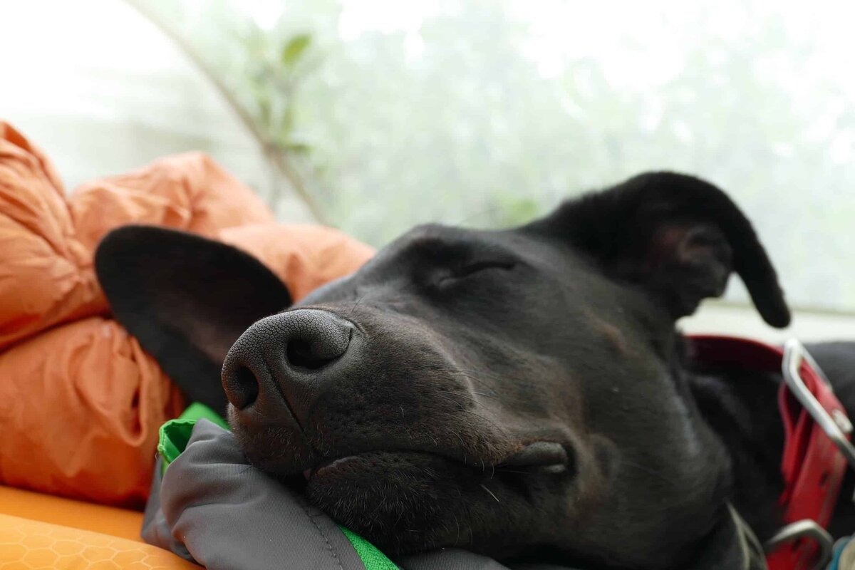 Черная собака во сне женщине к чему. Довольная собака. Собачий Вестник. Чёрная собака во сне.