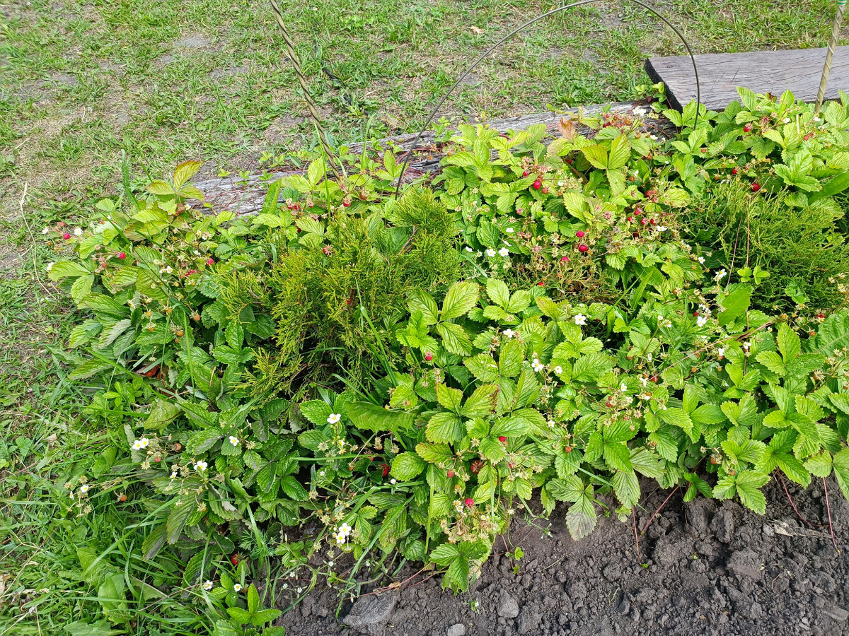 В этом году земляника порадовала .