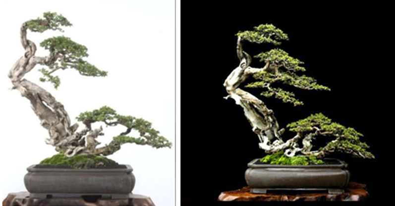 Источники: https://www.reddit.com/r/Bonsai/comments/7exdz/robert_stevens_does_some_really_amazing_windswept/ https://bonsaibark.com/2017/06/03/the-tao-of-bonsai-2/
