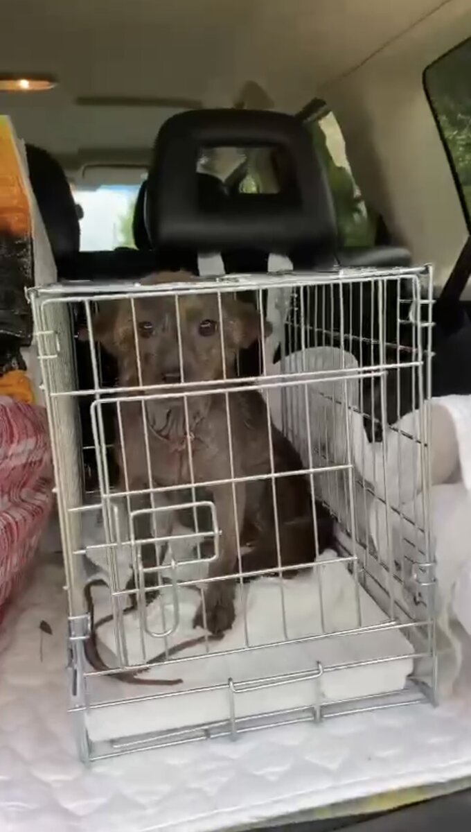 Не самая комфортная транспортировка, зато безопасная 