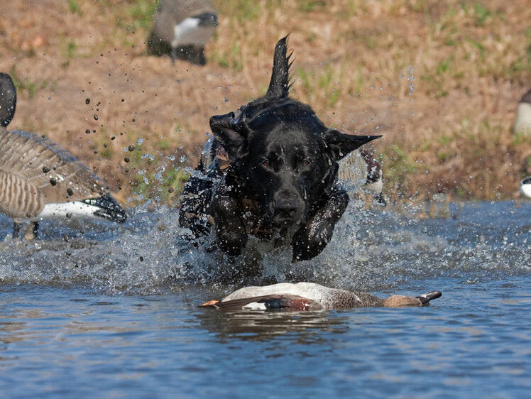     Фото: fieldandstream.com