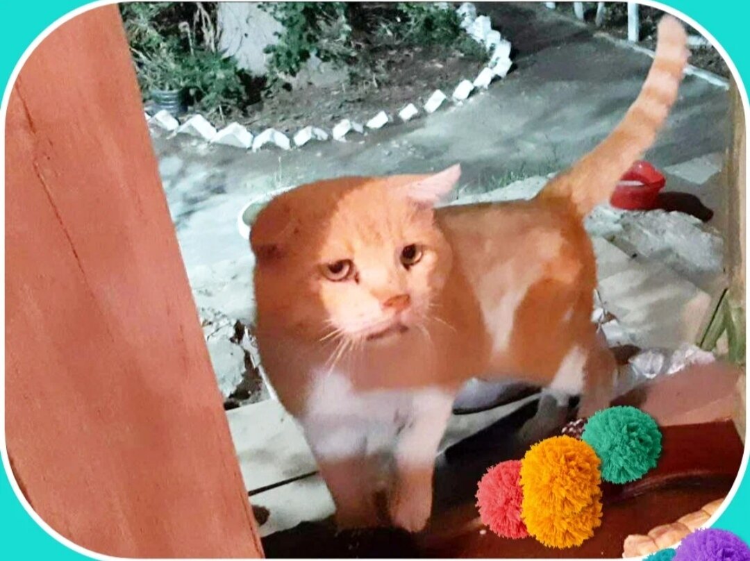 Рыжему коту посвящается...