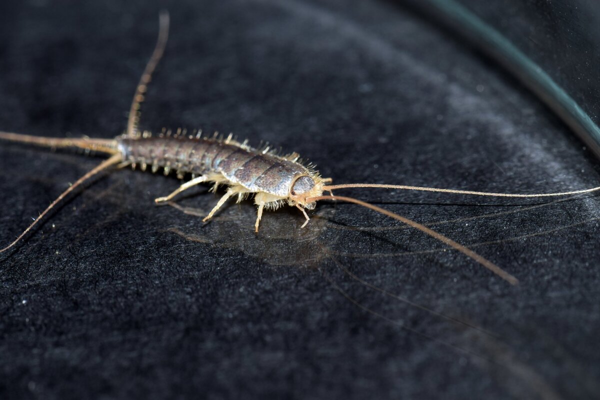 Silverfish: How to Identify, Control, and Get Rid of Them