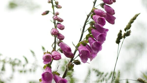    CC BY 2.0 / Phil Long / Water on flowers
