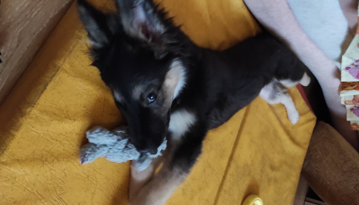 Первые дни щенок не выходил из комнаты