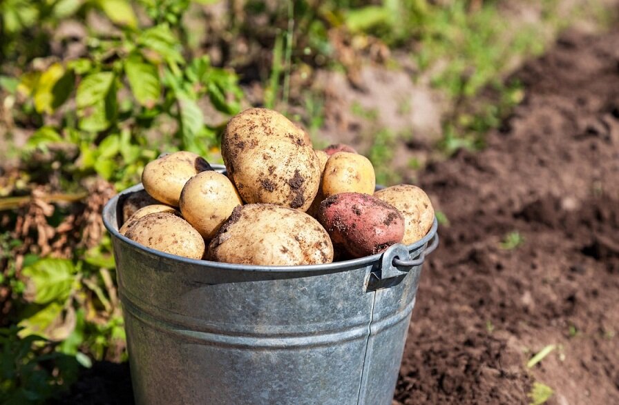 Россиян хотят штрафовать за выращивание картофеля на даче для продажи? Вносим ясность