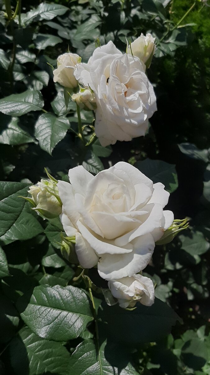 Карт Бланш. Флорибунда. 