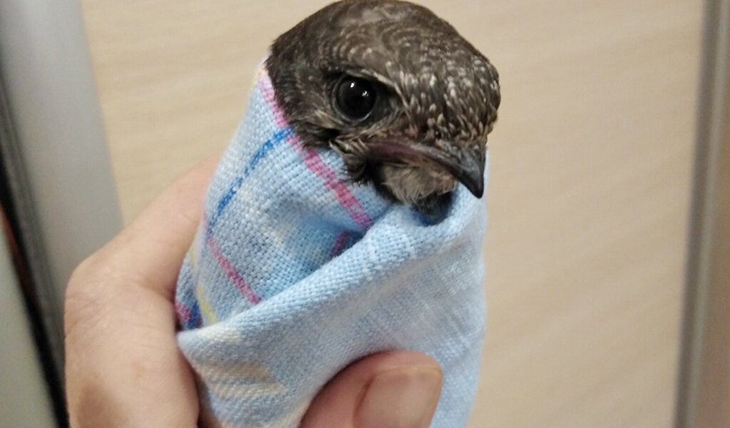 Так меня научили кормить птенца - для этого надо завернуть его в тряпочку, аккуратно открыть клювик и положить насекомое