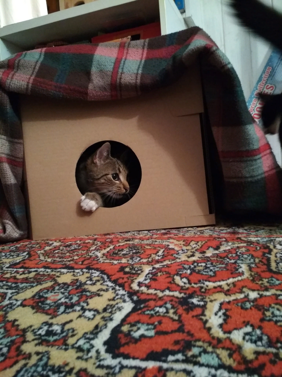 На всякий случай построил Хатку-Пухатку (домик Винни Пуха)