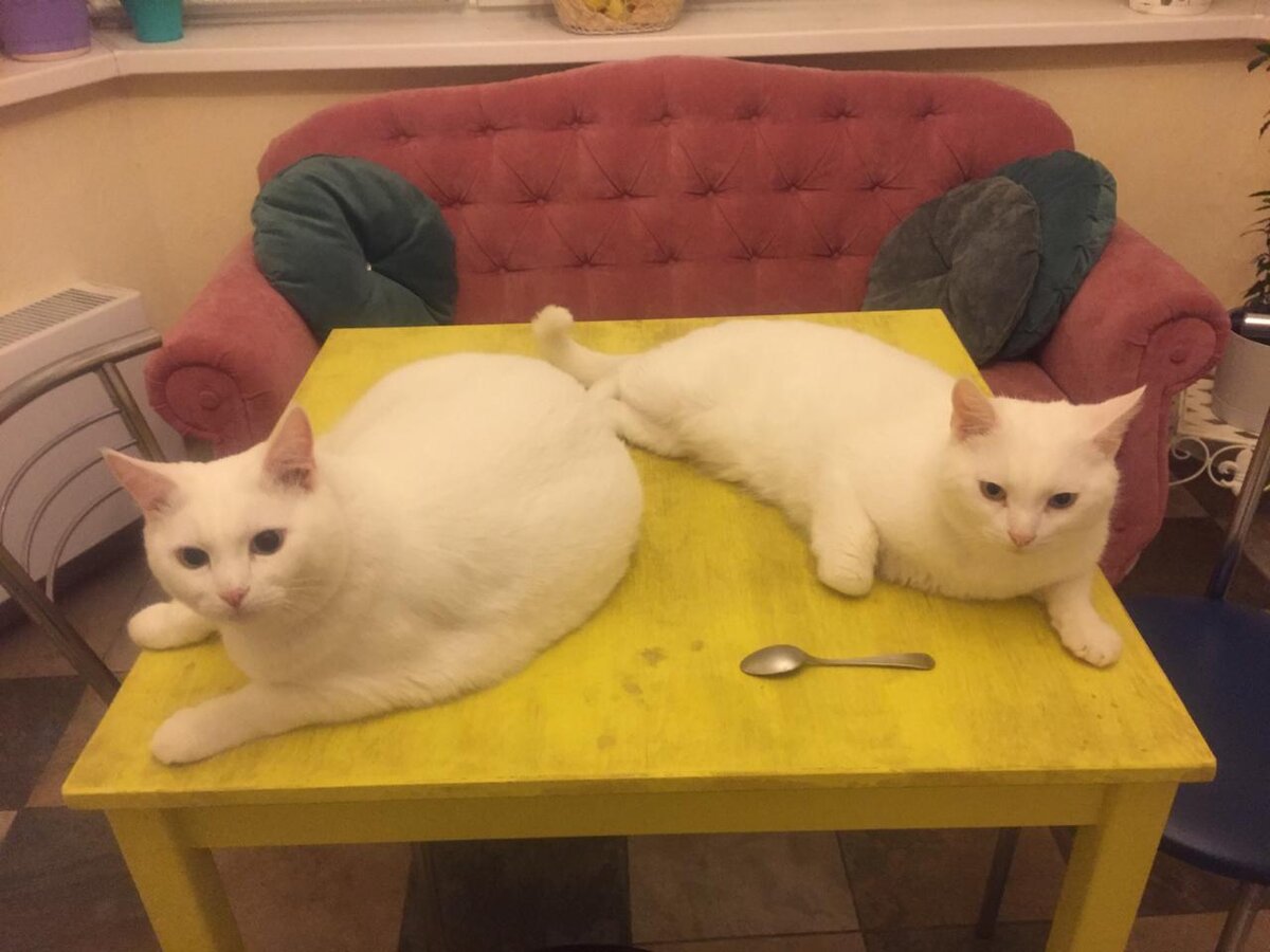 Беляши Малёк и Тимоша. Они абсолютно глухие.