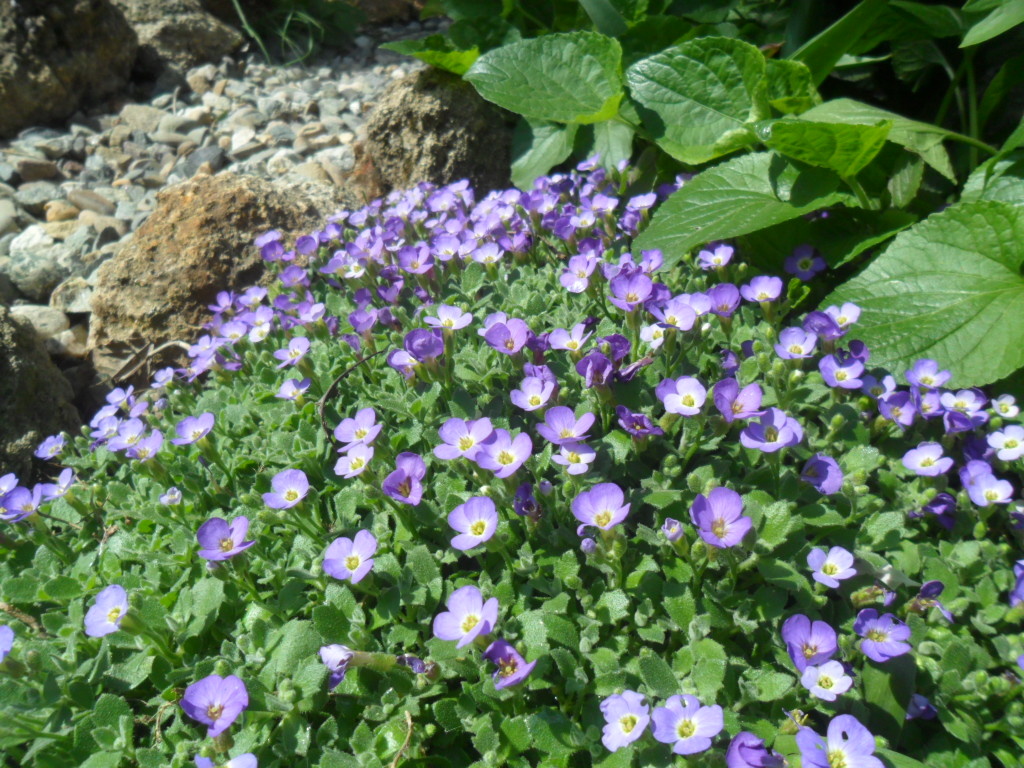 Обриета неприхотлива.   Перед посадкой можно добавить в землю песок,  торф и золу.  Достаточное же количество солнечных лучей увеличит питание растения и, как следствие, обильное цветение.  Растение практически не нуждается в поливе. Обриете достаточно выпадающих осадков. Небольшое орошение допускается в вечернее или утреннее время, и только в особо засушливые периоды.  Не рекомендую злоупотреблять подкормками. 