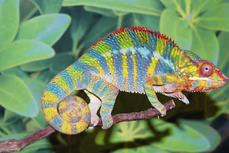 Хамелеон
