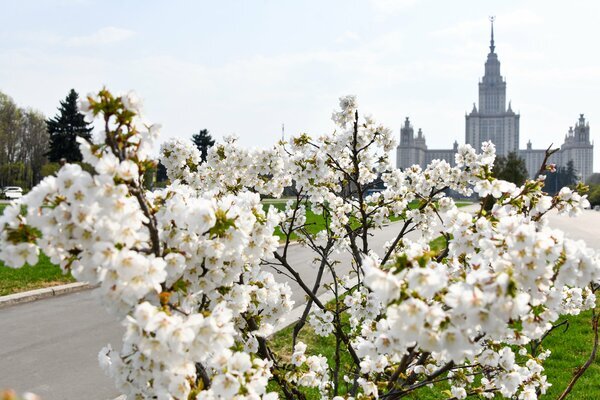 Май - созерцай. Где смотреть цветение сакуры в Москве.
