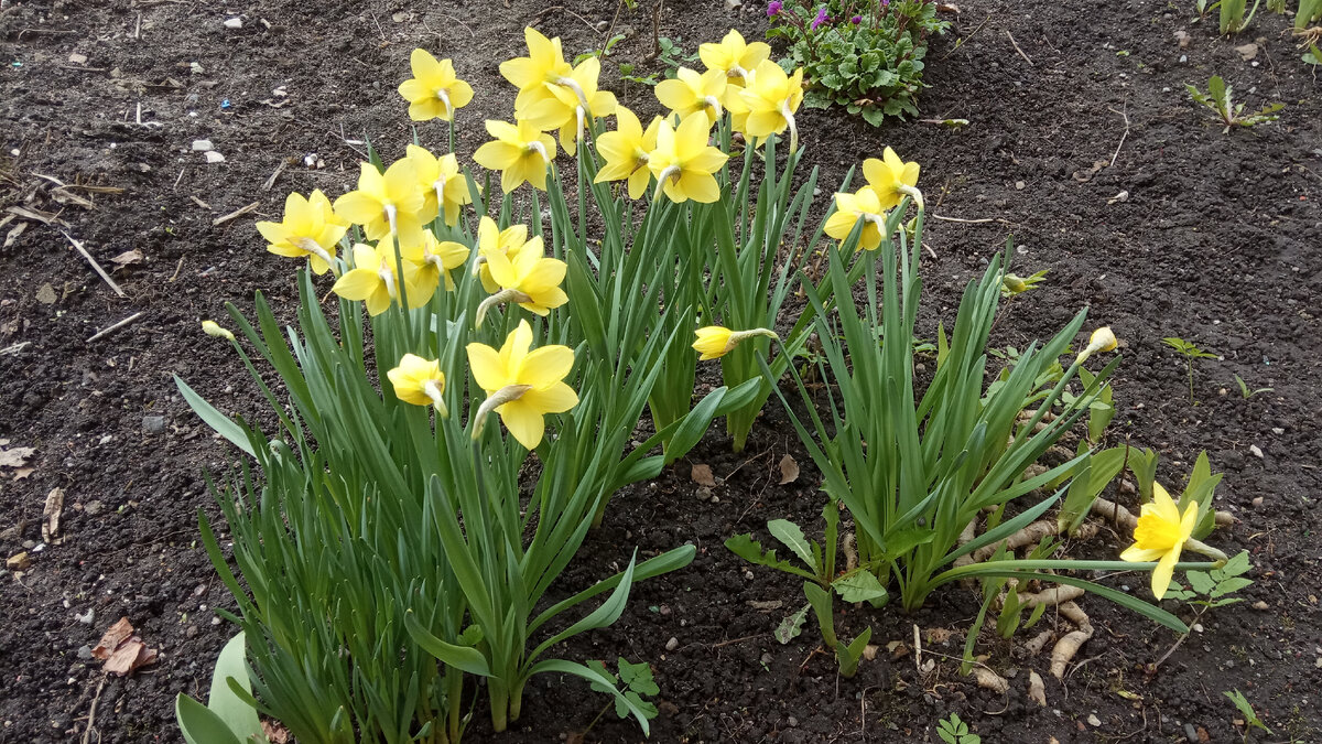 На солнечных частках уже распускаются многолетние цветы