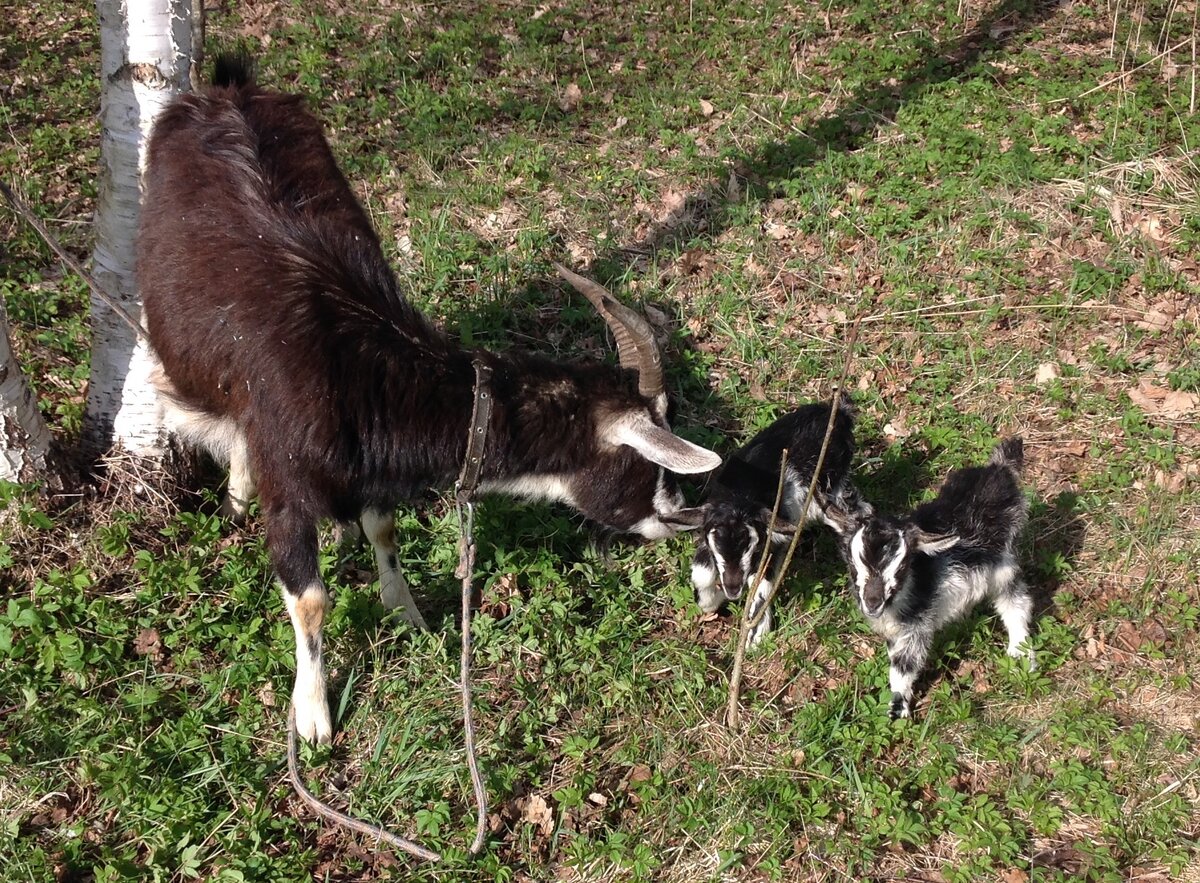 Жаклин с козлятами