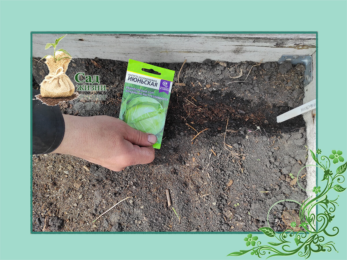 Посев капусты на рассаду в мае