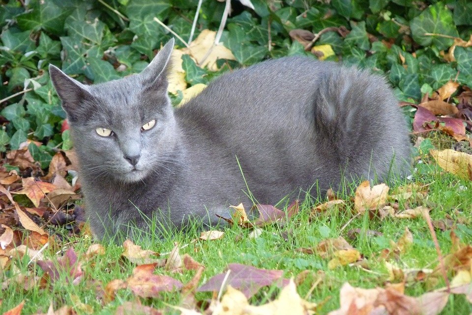 Кошка породы корат (фото pixabay.com)