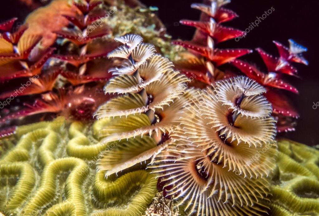 Вот ещё, жёлтый рождественский червь. Фото из интернета: https://st2.depositphotos.com