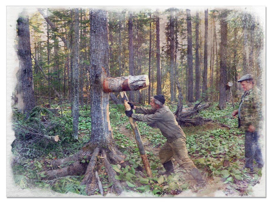"Взрослый" способ шишкования безопасен, но требует большой физической силы. Дети берут шишку ловкостью.