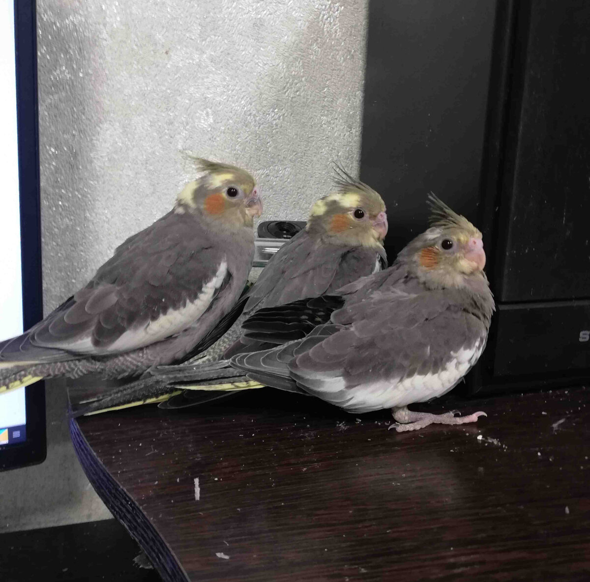 Трое из ларца. :) Фото автора.