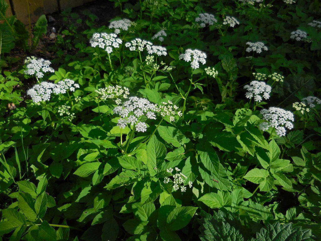 Сныть обыкновенная