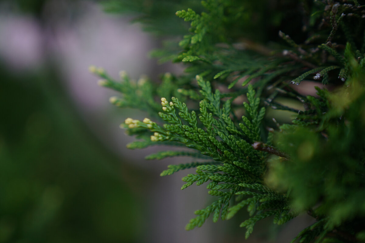 Красивейшее дерево для посадки возле дома (источник фото: https://clck.ru/UeFgR)