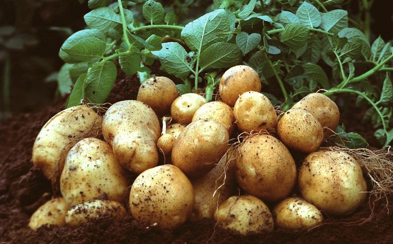 Какой картофель самый урожайный?⁣1