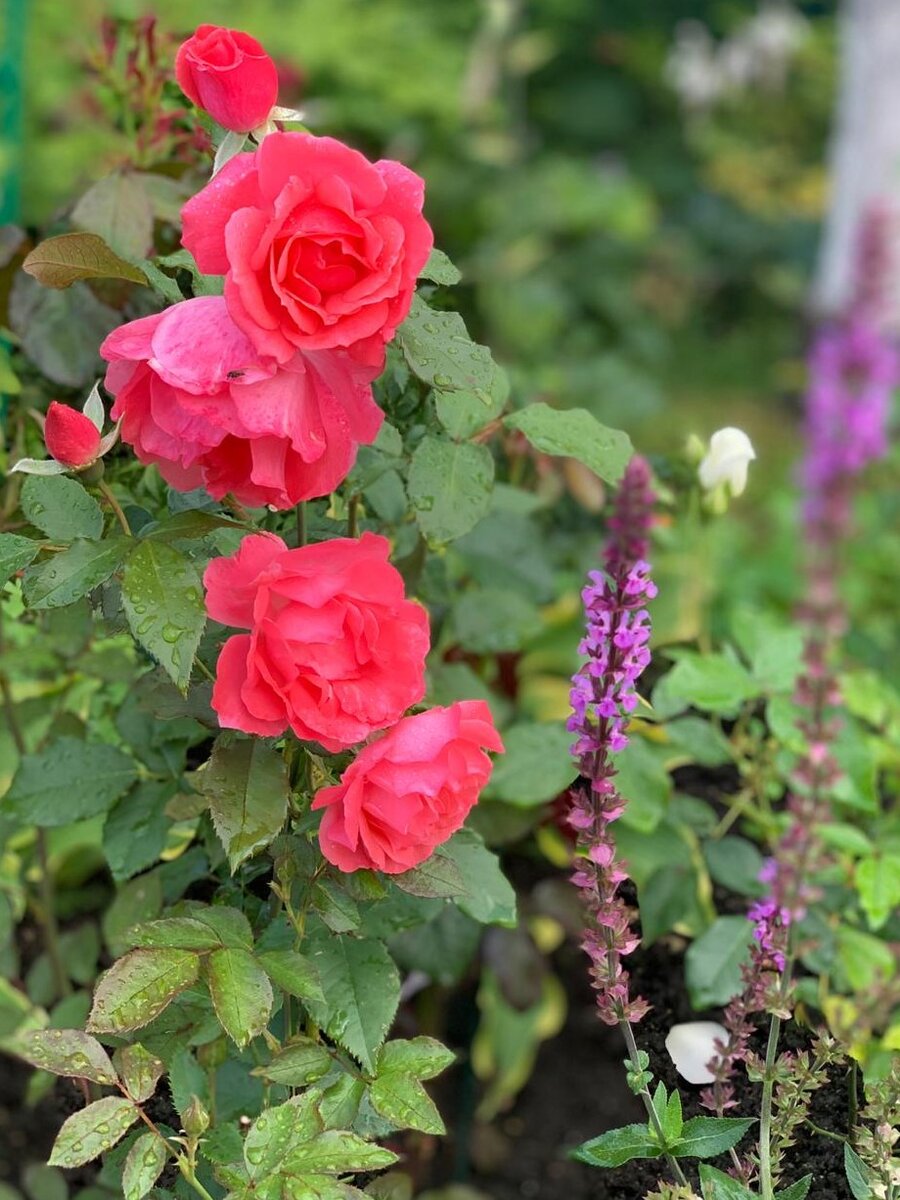 Эта роза из категории неопознанных. Я её называю Розовая растряпушка и шалфей дубравный.