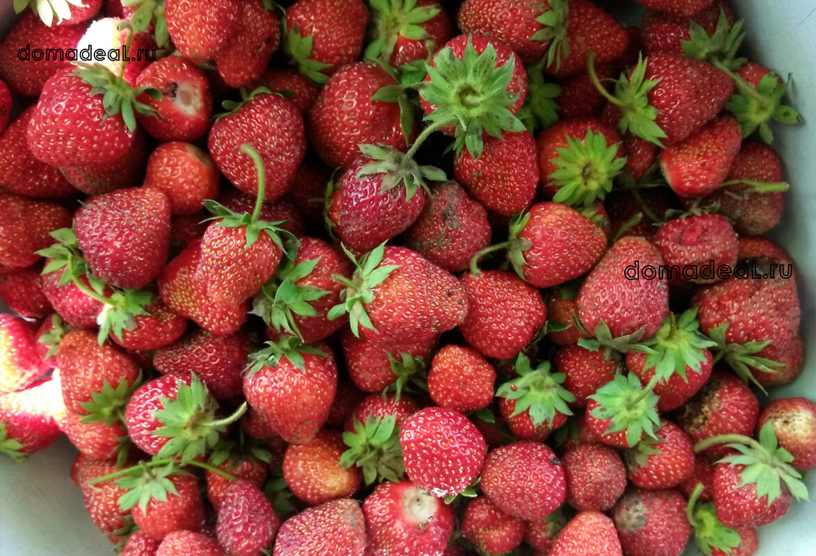 клубника со своего огорода