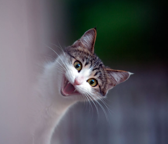 Скриншот автора. Источник фото: https://oir.mobi/uploads/posts/2019-12/1575752584_7-14.jpg