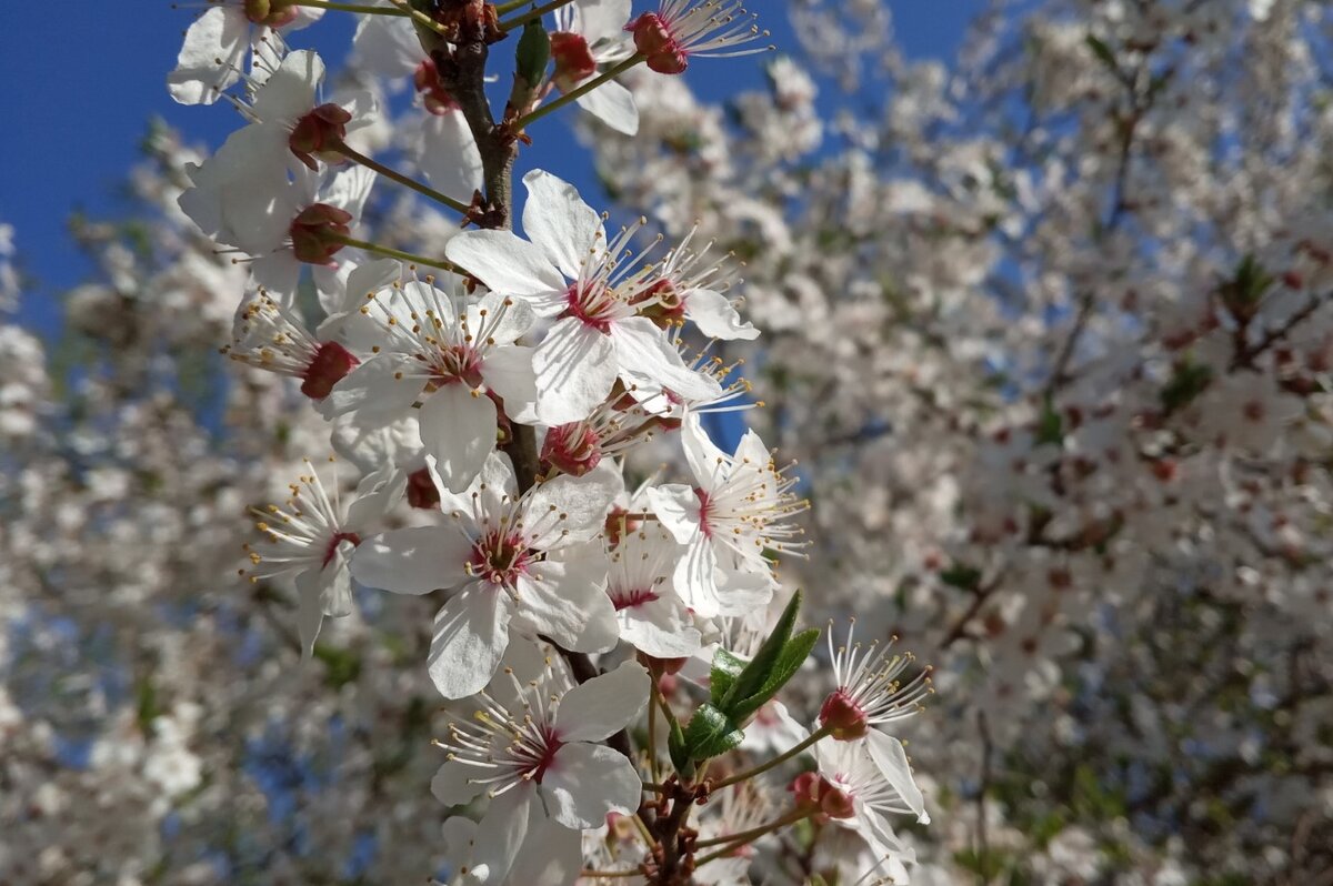 Цветение алычи. Кишинев, Ботаника