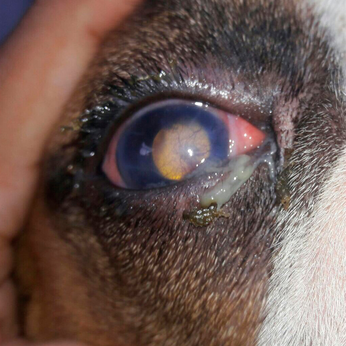 Сухой кератоконъюнктивит