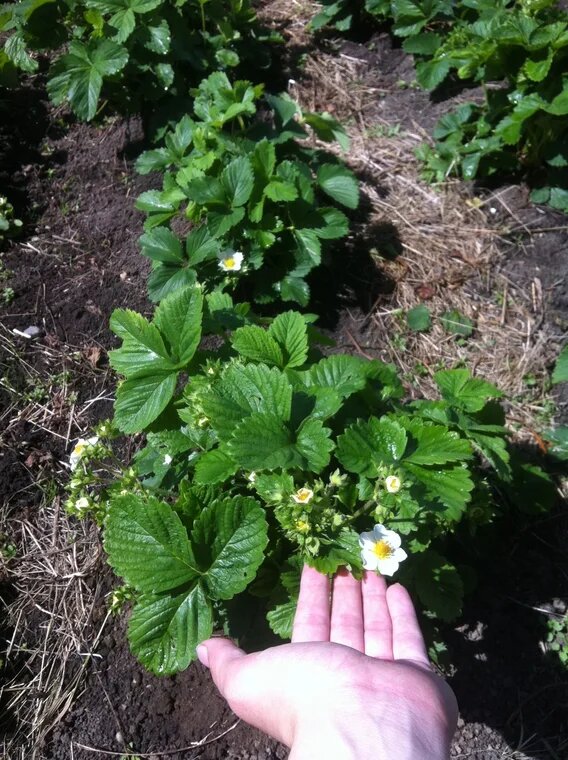 Общение с природой - это мощный антидепрессант. Проверено. С переездом я стала счастливее и спокойнее раз в 10.