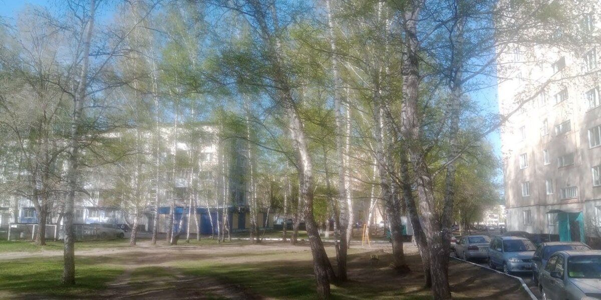 Дворы в Заринске утопают в зелени берёз