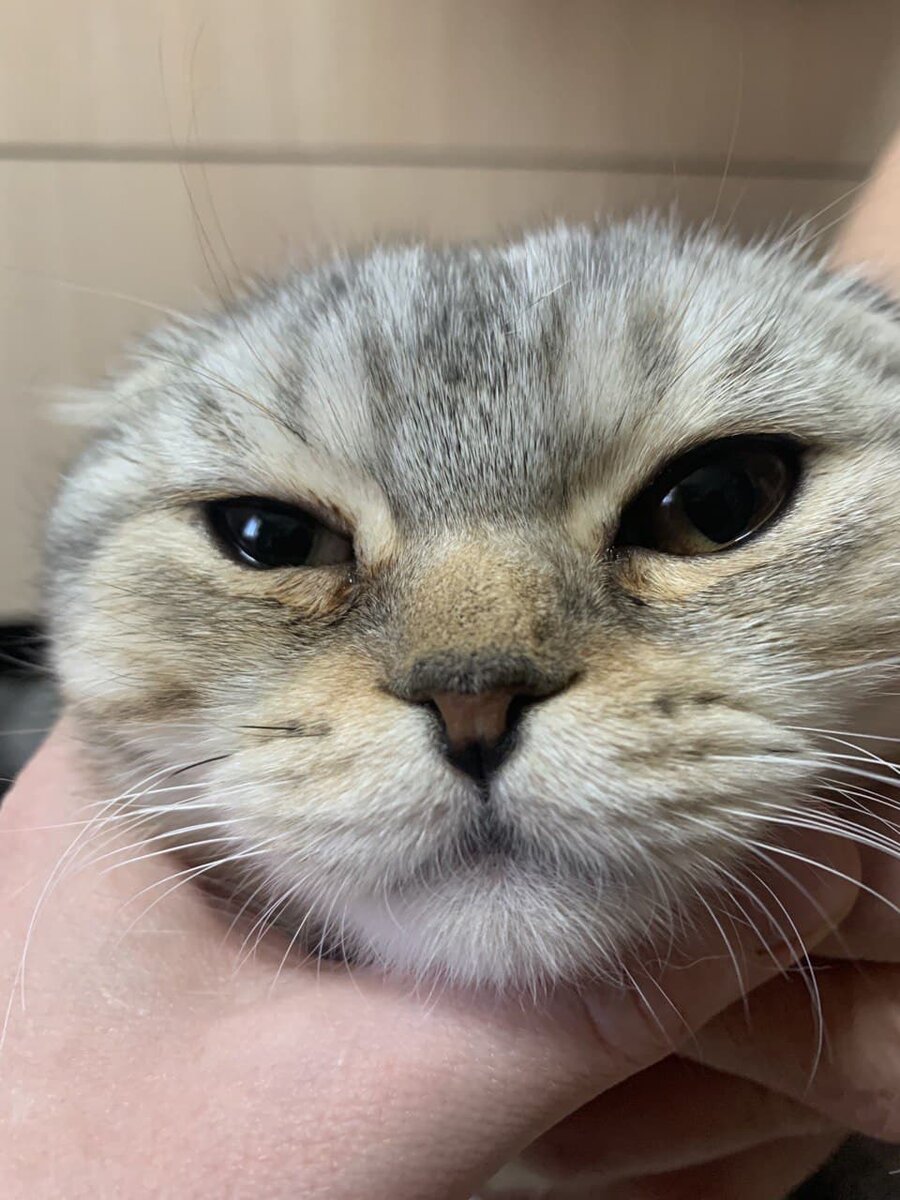 Обратите внимание на ноздри 
