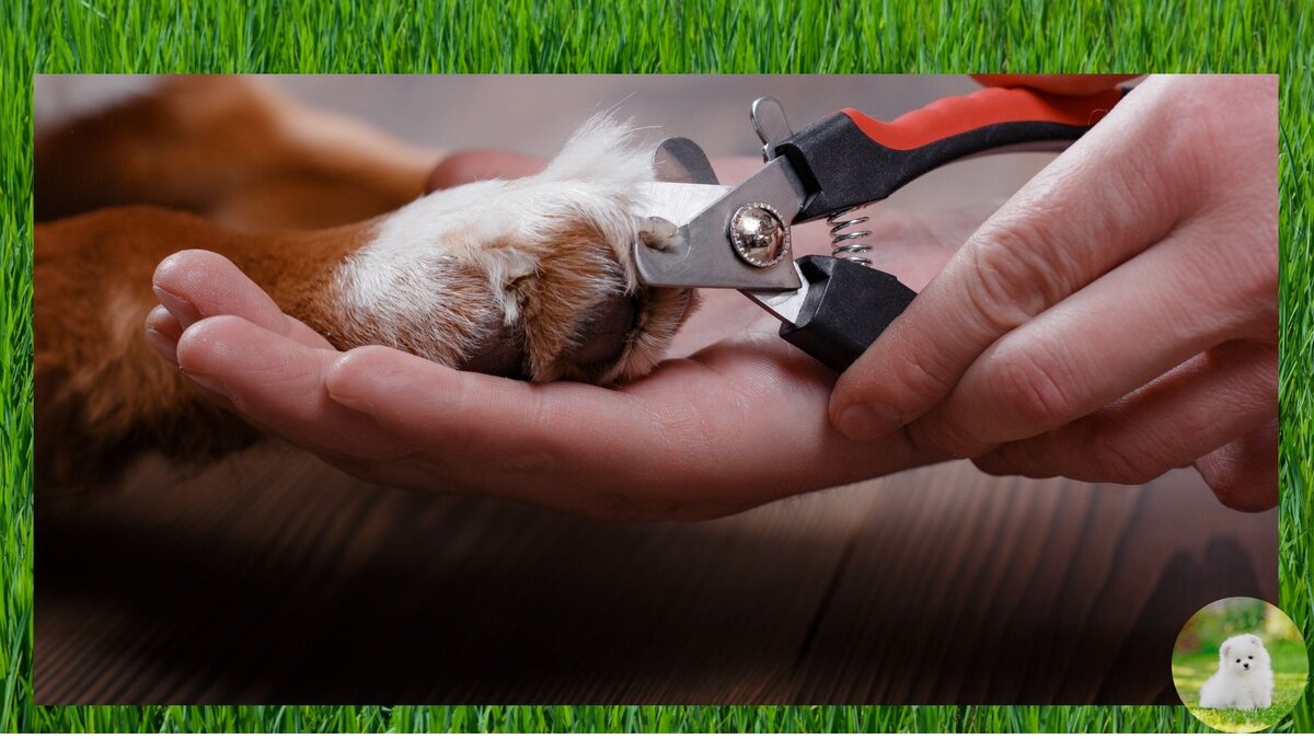 Стрижка когтей кусачкой