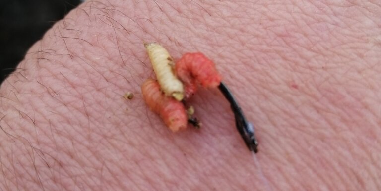 ловля на опарыша