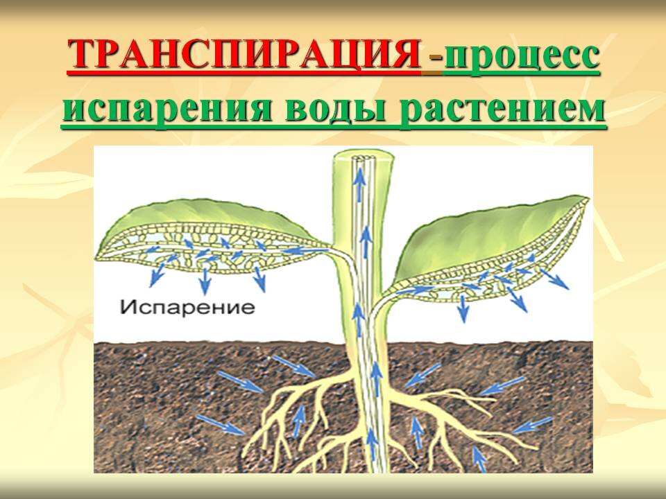 Что посадить возле септика чтобы не пахло