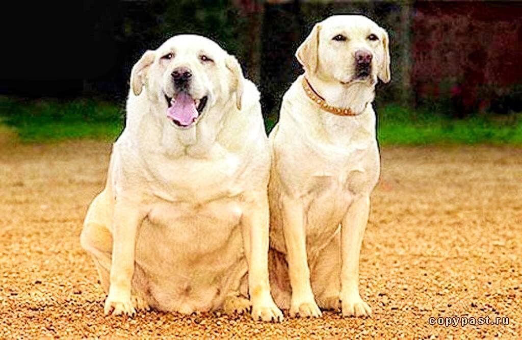 Фото Yandex картинки