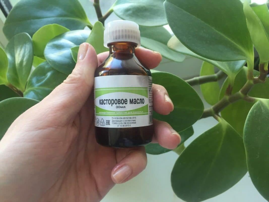 Это средство гарантирует здоровье вашим комнатным растениям