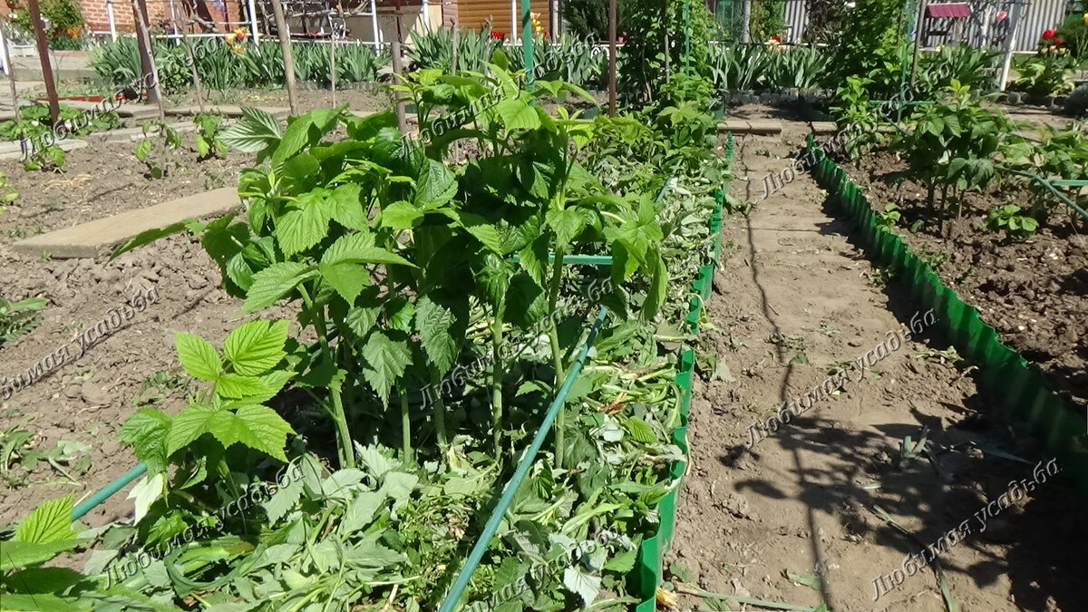 На продуктивных кустах молодые побеги появляются   в районе прошлогодних стеблей и не "убегают" далеко.