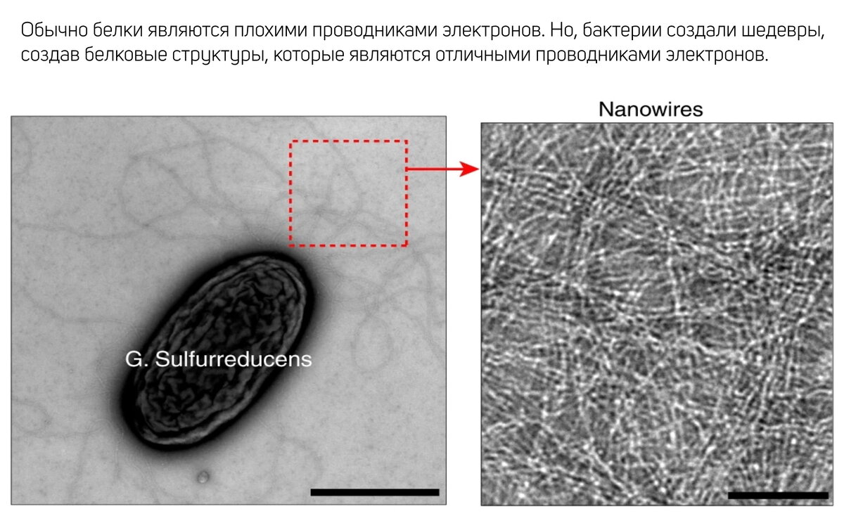 Бактериальная нано-проволока