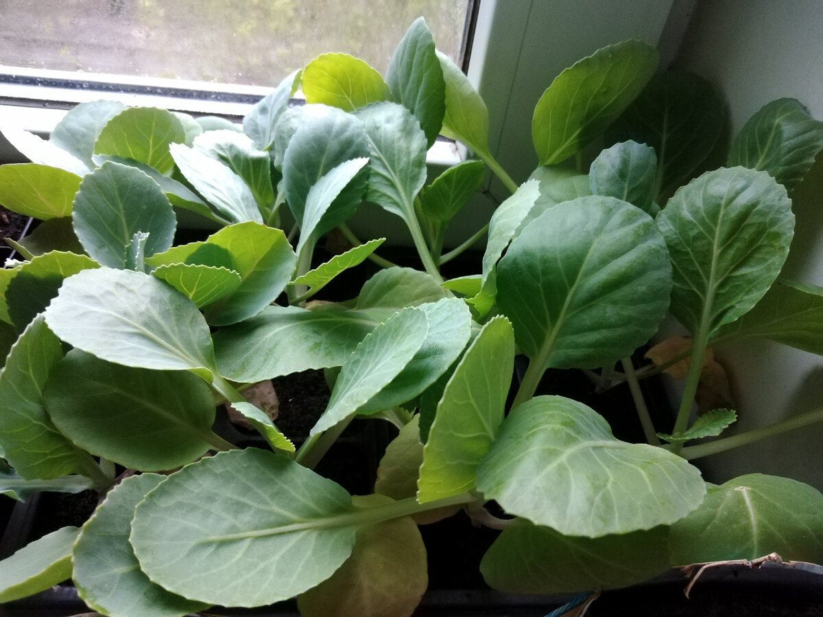 Рассада белокочанной капусты.
