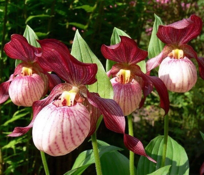 Фото  https://www.instagram.com/p/BdSvMJvFZc8/