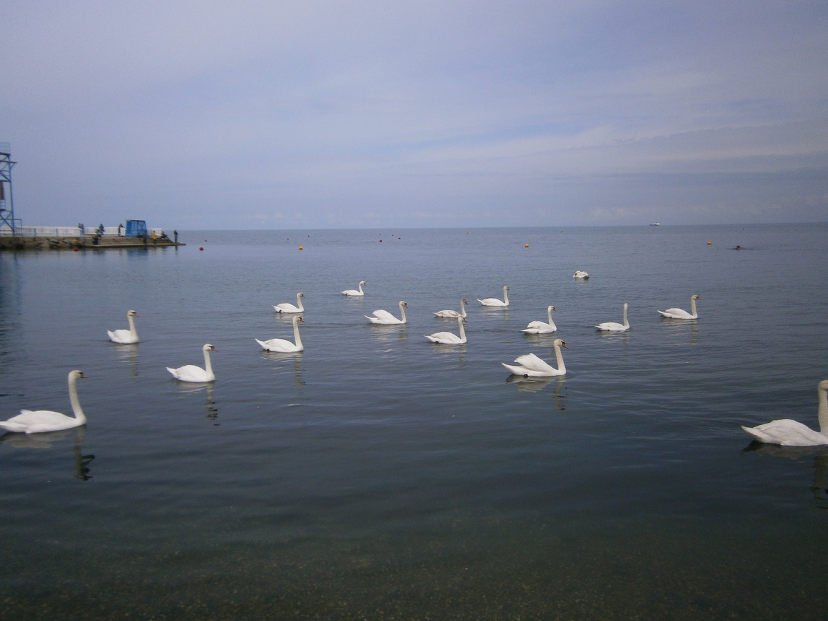 Лебеди очень красивые. Удивило, что их так много в море