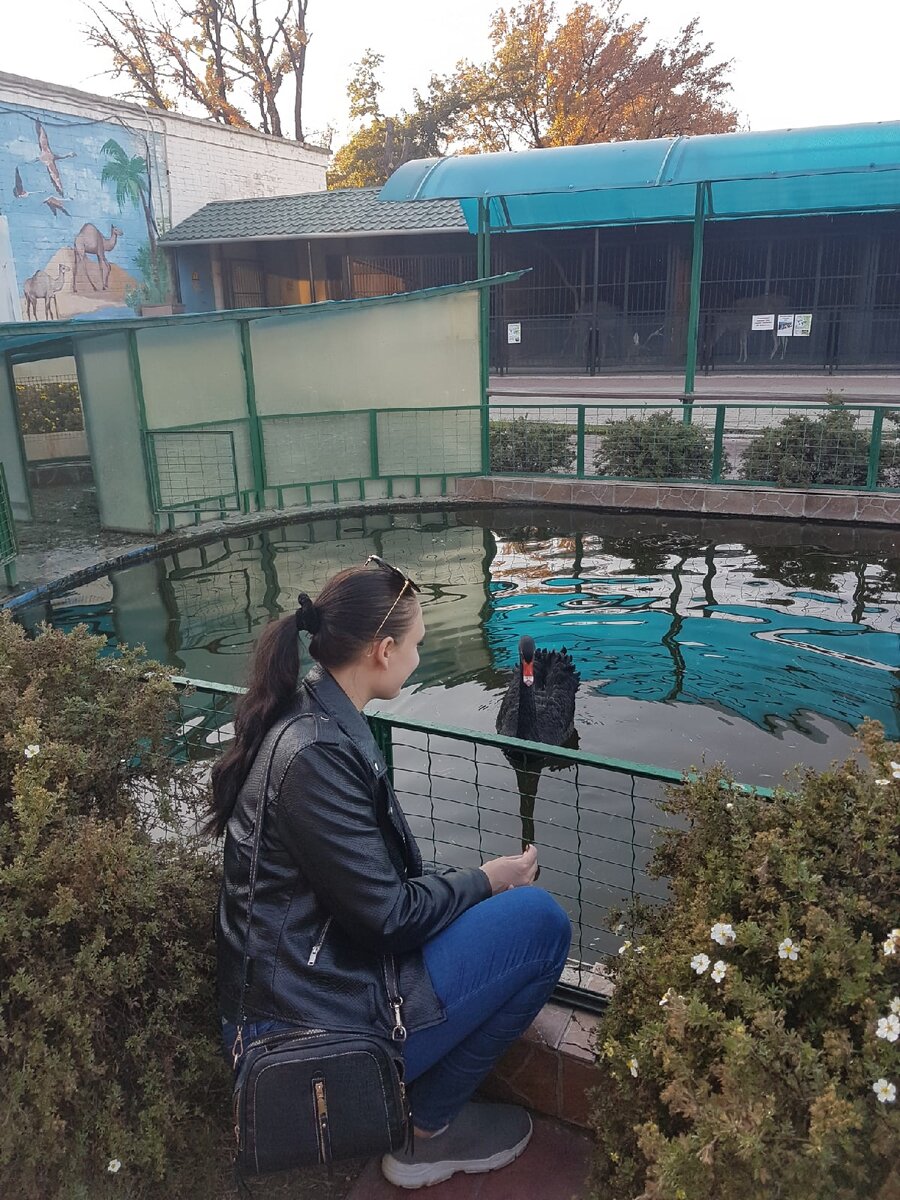 в парке 2 лебедя- один черный, второй белый