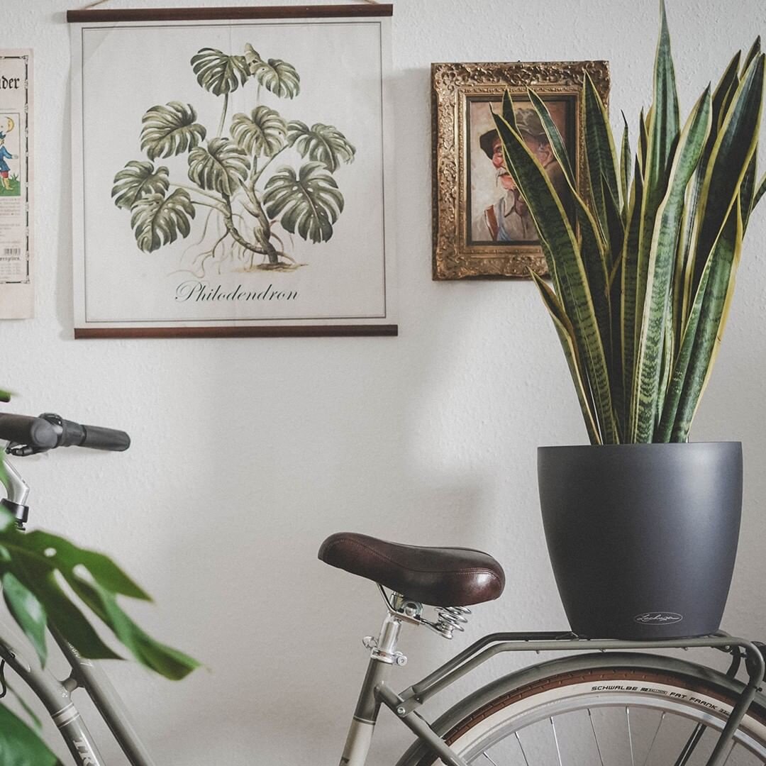 Сансевиерия в кашпо с автополивом LECHUZA