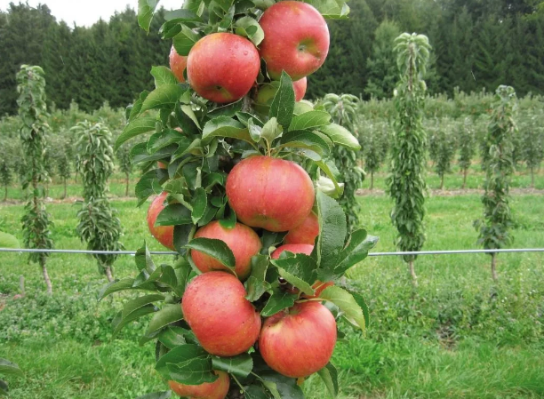 Колоновидные яблони были получены не так давно, но они успели завоевать высокую популярность среди дачников и садоводов.