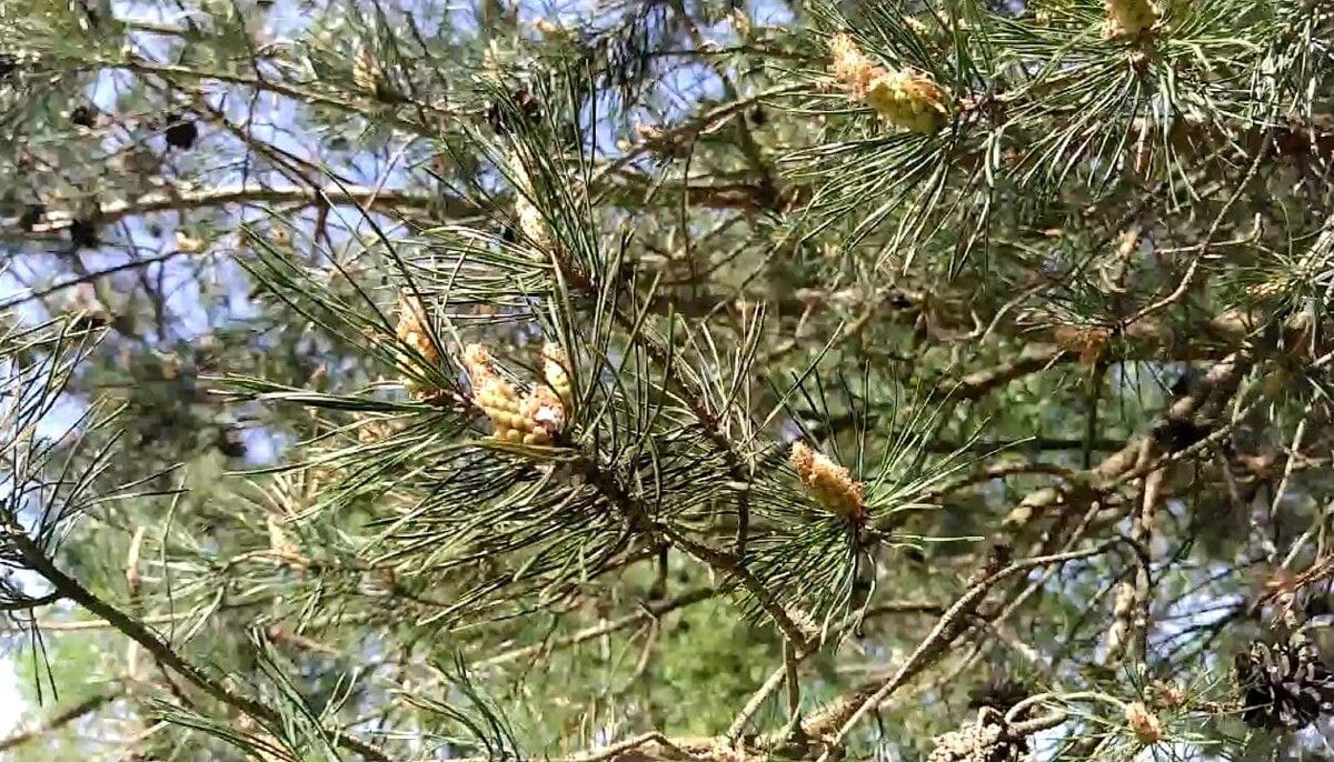 Молодые побеги сосны 