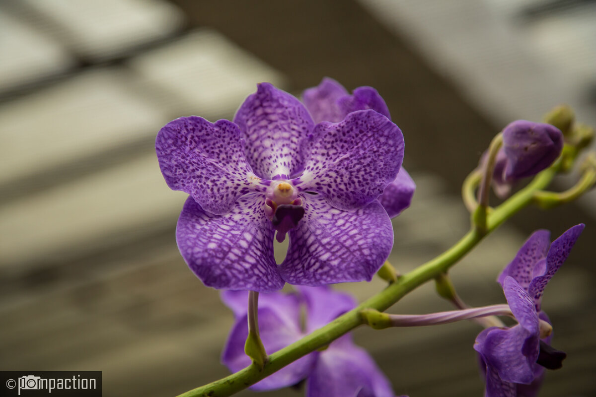 Фото: Таллиннский ботанический сад приглашает в таинственный мир орхидей